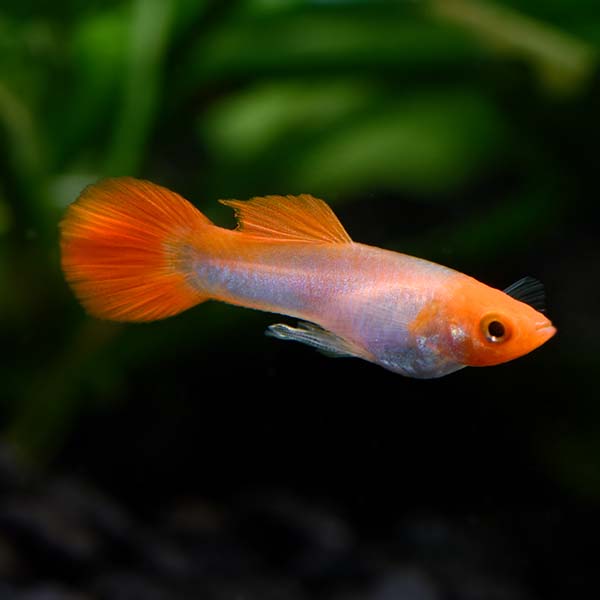 Kohaku Guppy Group Kohaku Guppy Group