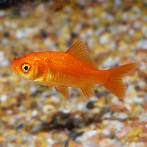 Common Goldfish