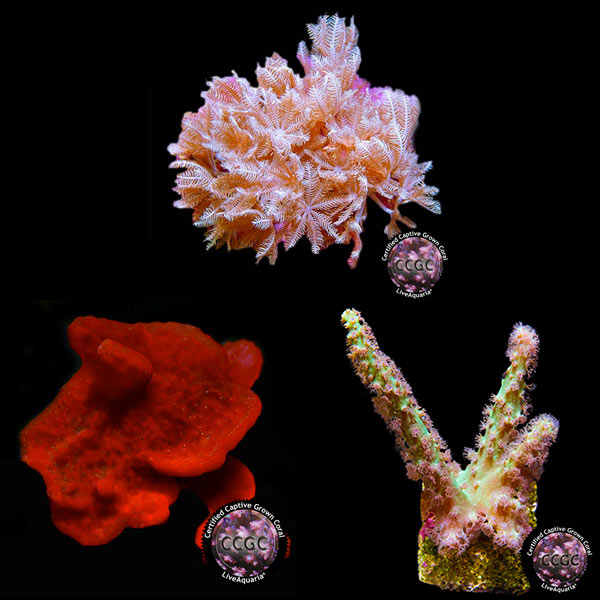 LiveAquaria® CCGC Aquacultured Coral Frag 3 Pack, Cheerleader