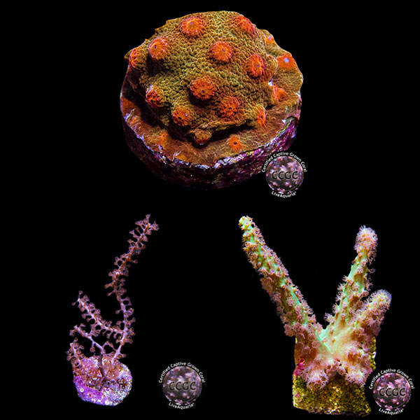 LiveAquaria® CCGC Aquacultured Coral Frag 3 Pack, Rainbow