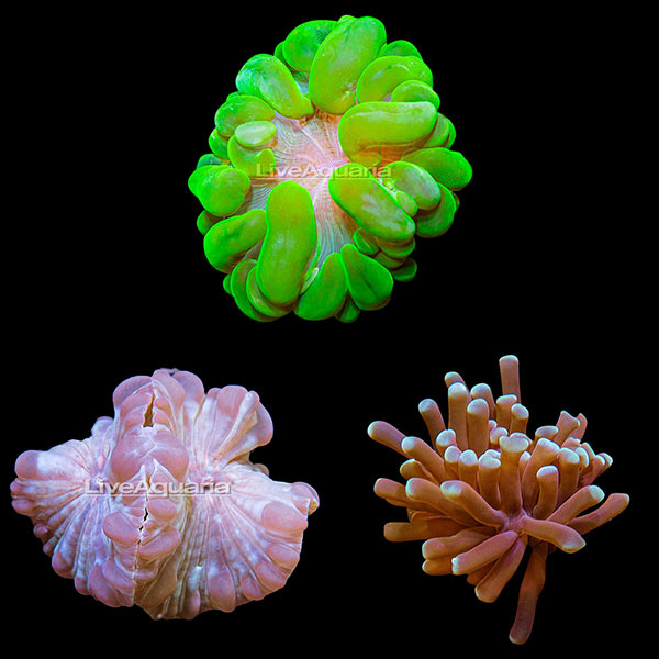 LiveAquaria® Coral Frag 3 Pack, Bubbly Edition LiveAquaria® Coral Frag 3 Pack, Bubbly Edition