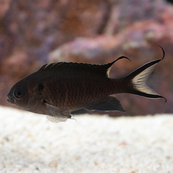 Scissortail Damselfish