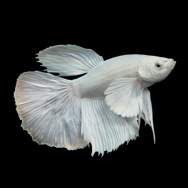 Halfmoon Platinum Betta - Male Halfmoon Platinum Betta - Male