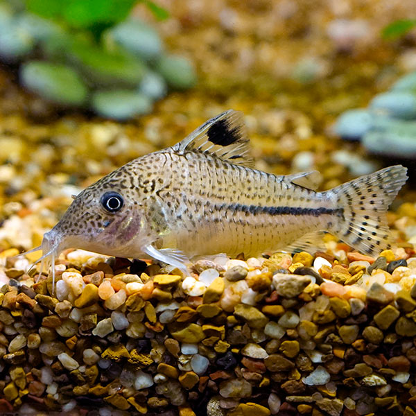 Leopard Catfish