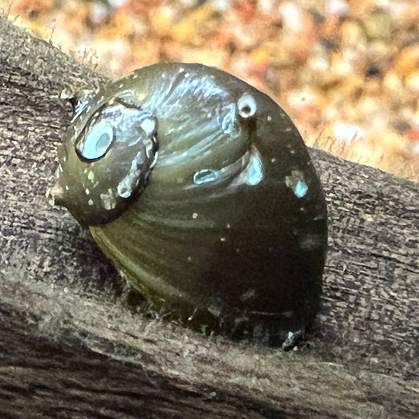 Horned Nerita Snail Horned Nerita Snail