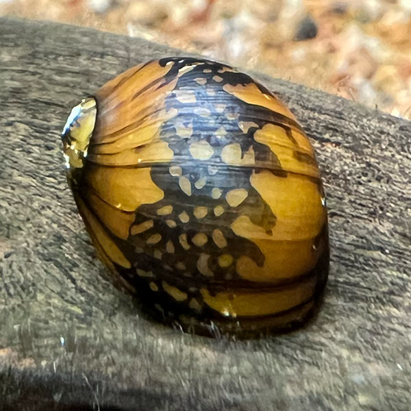 Batik Snail Batik Snail