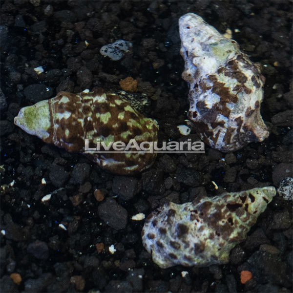 Black Sand Cerith Snail