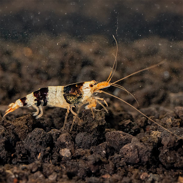 Crystal Black Shrimp