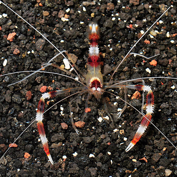 Banded Coral Shrimp