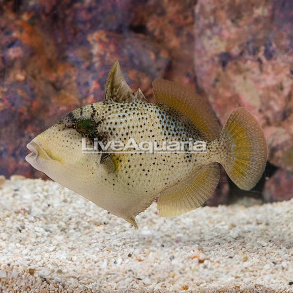 Titan Triggerfish 