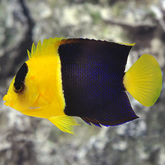 Bicolor Angelfish