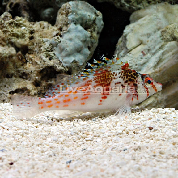 Falco Hawkfish