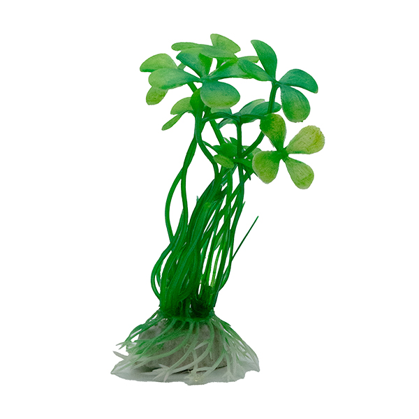 LiveAquaria® 4" Long Legged Small Leaf Plant