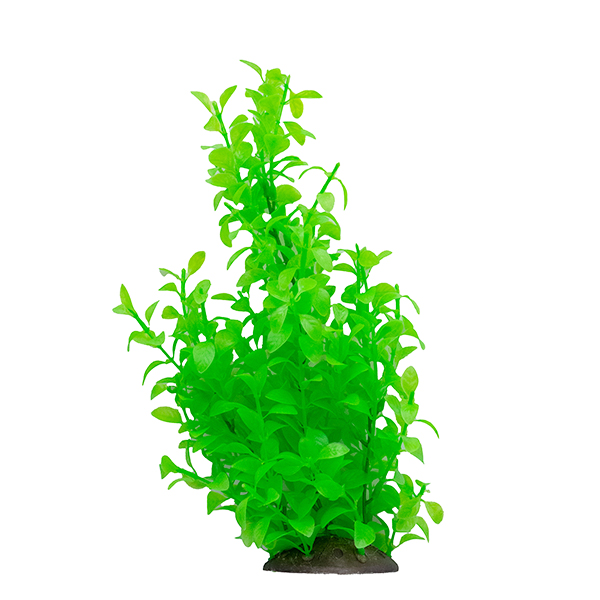 LiveAquaria® 10" Green Majestic Fountain Plant