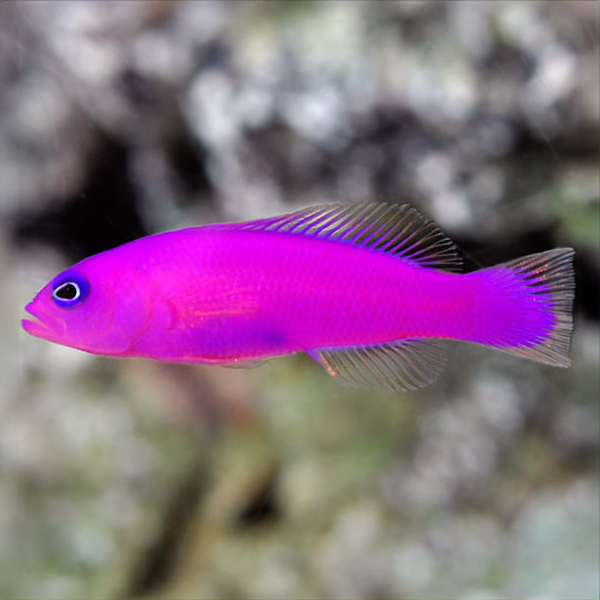 Purple Dottyback