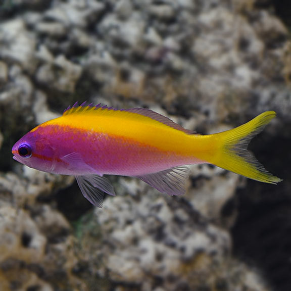Evansi Anthias Evansi Anthias