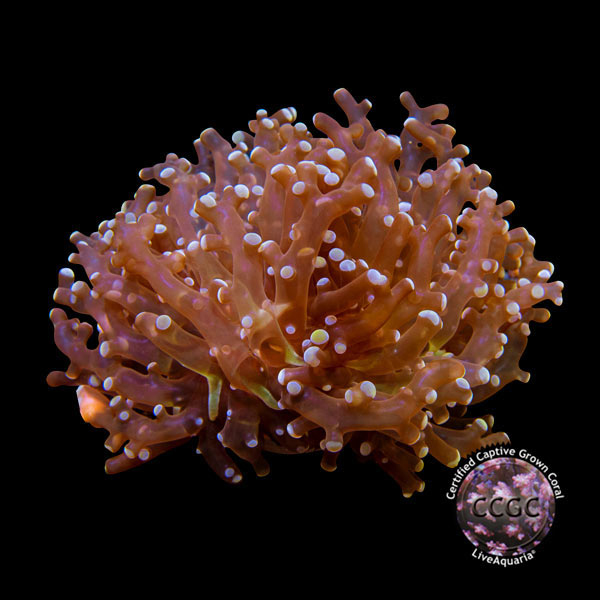 LiveAquaria® CCGC Aquacultured Green Frogspawn Coral LiveAquaria® CCGC Aquacultured Green Frogspawn Coral