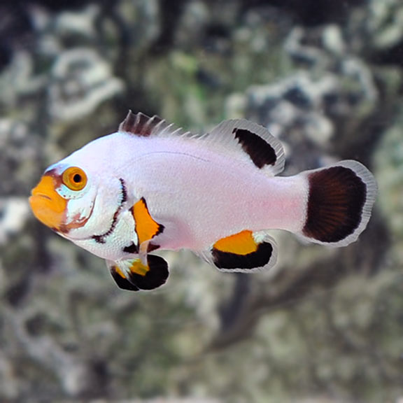 Captive-Bred Platinum Percula Clownfish