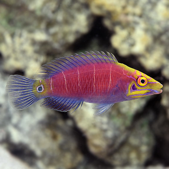 Mystery Wrasse