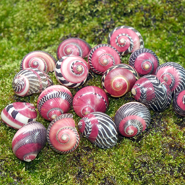 Red Racer Nerite Snails