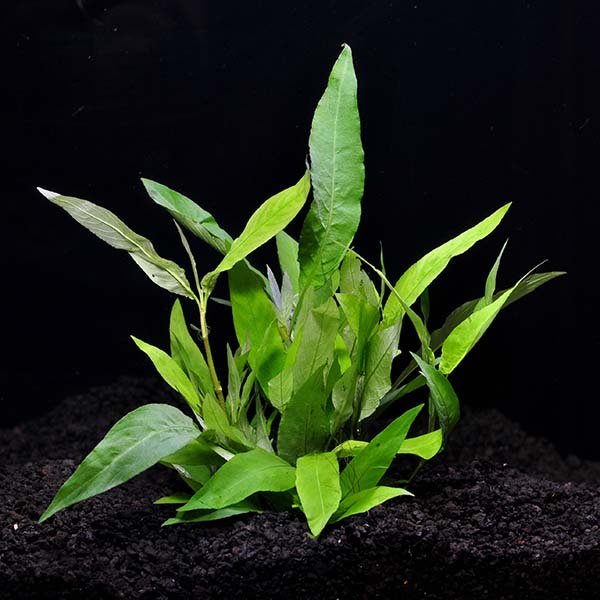 Hygrophila