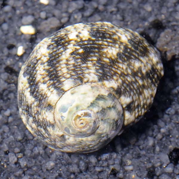 Cats Eye Turbo Snail Packs Cats Eye Turbo Snail Packs