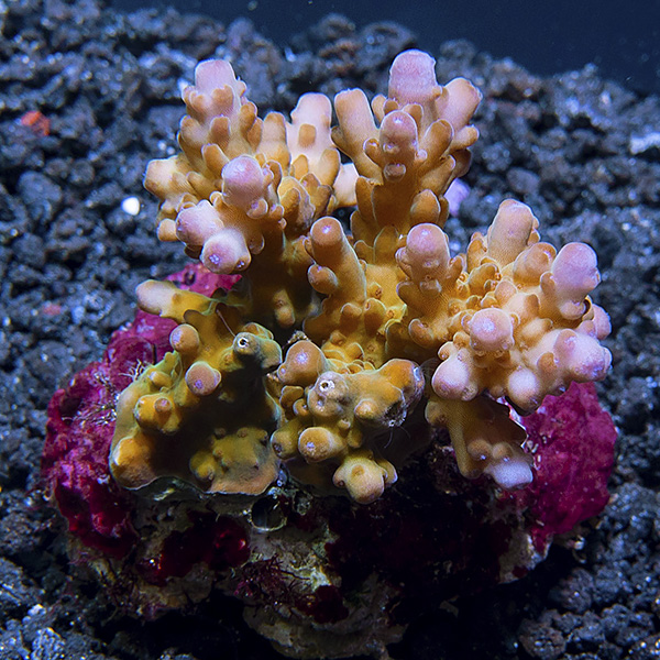 Pink Acropora loripes