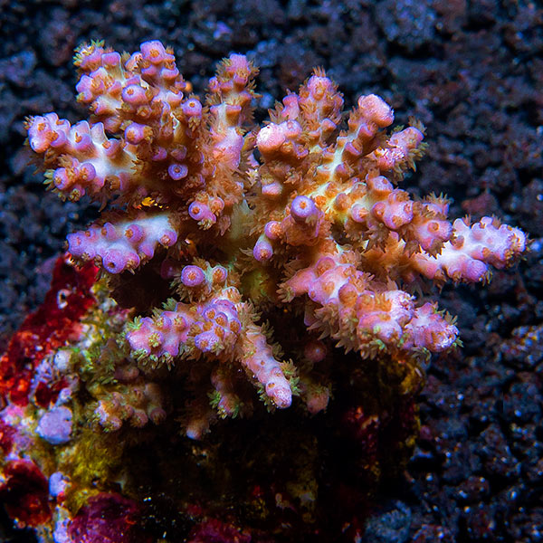 Acropora plana Acropora plana