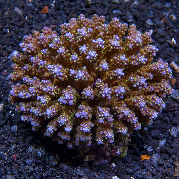 Acropora cerealis Acropora cerealis
