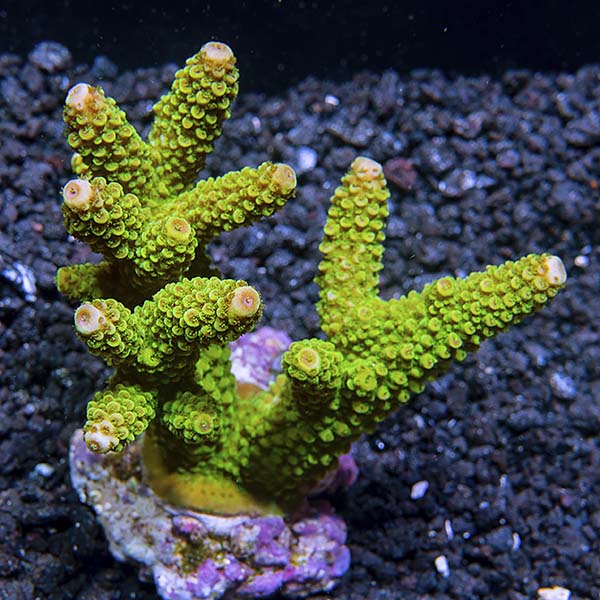 Acropora nobilis Acropora nobilis