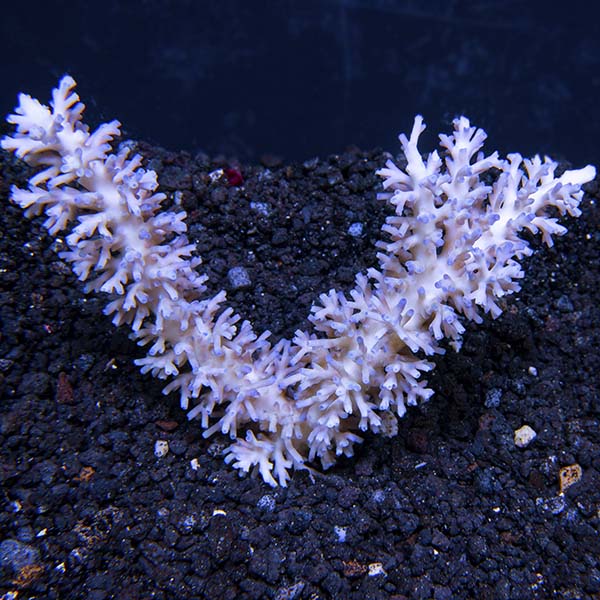 Acropora echinata Acropora echinata
