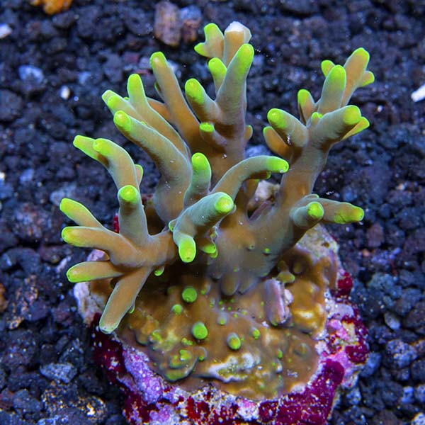Acropora caroliniana Acropora caroliniana