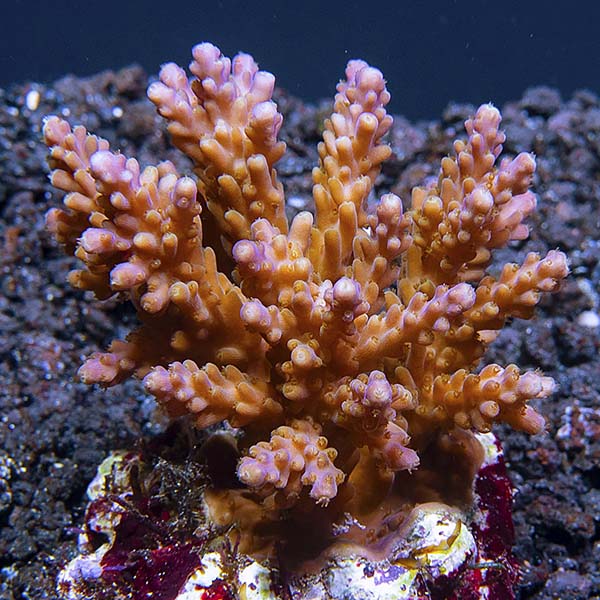 Acropora valida Acropora valida