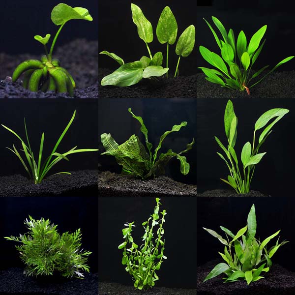 Aquarium Plant Pack - Ultimate