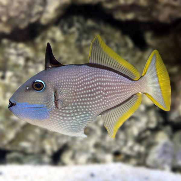 Blue Throat Triggerfish