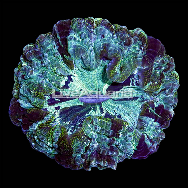 Australian Doughnut Coral Australian Doughnut Coral