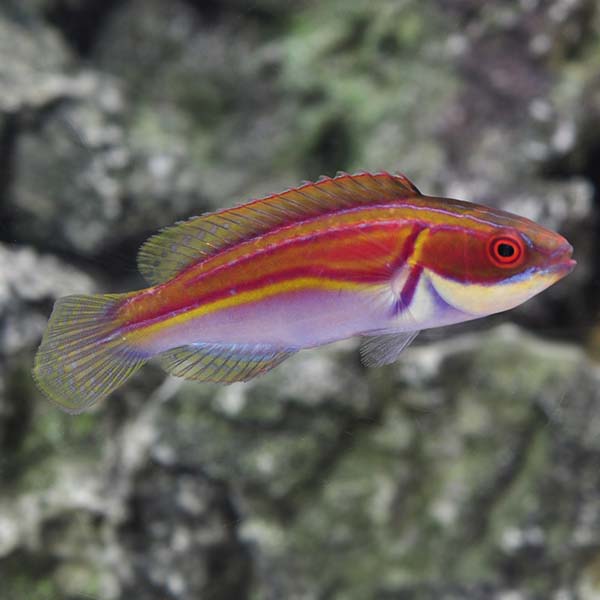 Labout's Fairy Wrasse