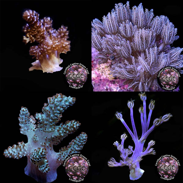 CCGC Aquacultured Soft Coral Frag 4 Pack, assorted CCGC Aquacultured Soft Coral Frag 4 Pack, assorted