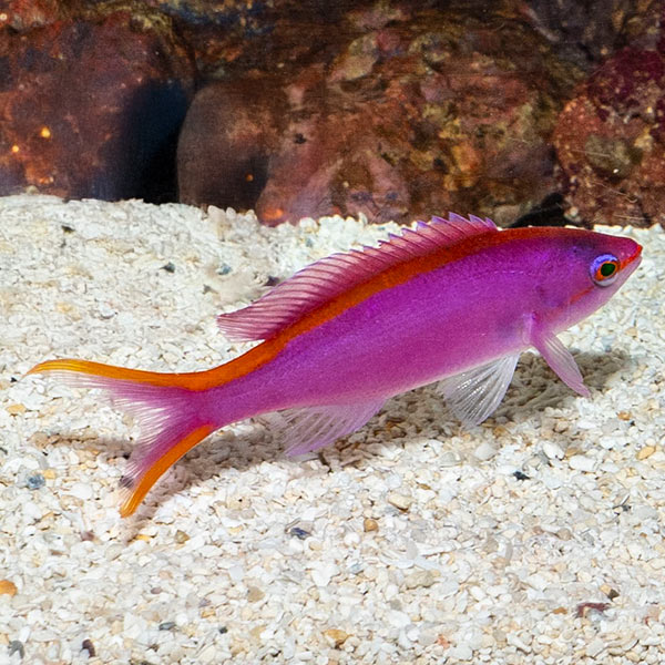 Queen Purple Anthias Queen Purple Anthias