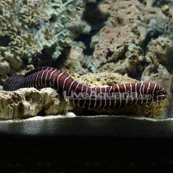 Zebra Moray Eel 