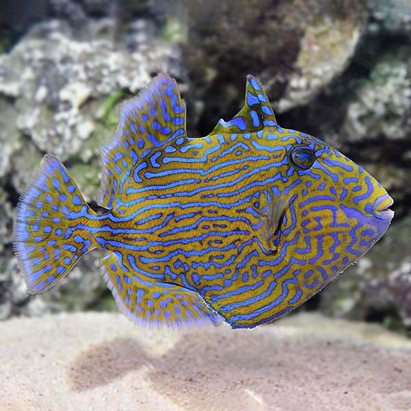 Bluelined Triggerfish Bluelined Triggerfish