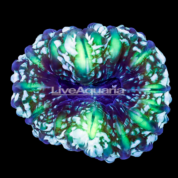 Green Cynarina Button Coral