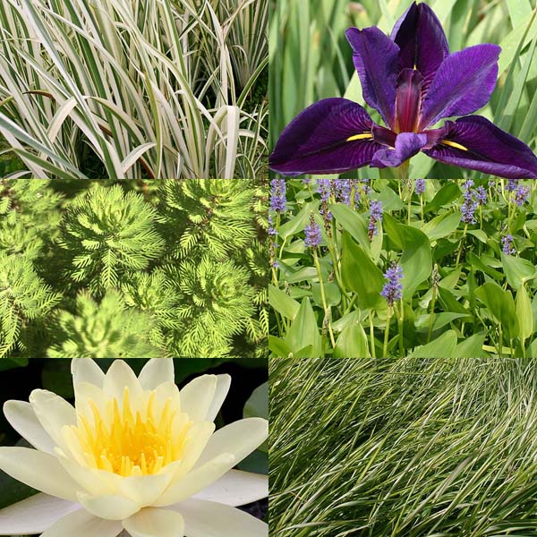 5ft x 5ft Hardy with Partial Shade Pack 5ft x 5ft Hardy with Partial Shade Pack