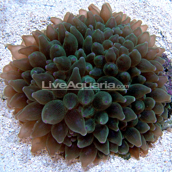 Green Bubble Tip Anemone