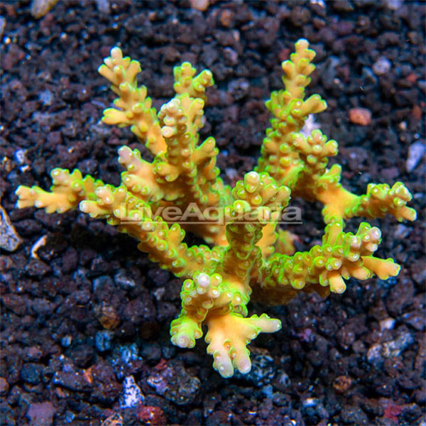 Green Acropora loripes Green Acropora loripes