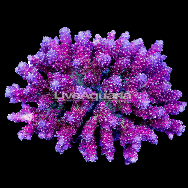 Assorted Acropora Coral