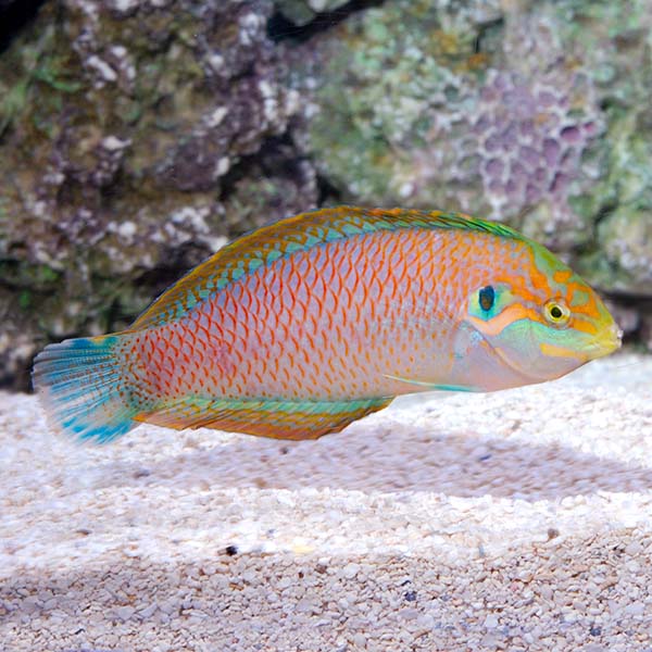 Kuiter's Leopard Wrasse EXPERT ONLY Kuiter's Leopard Wrasse EXPERT ONLY