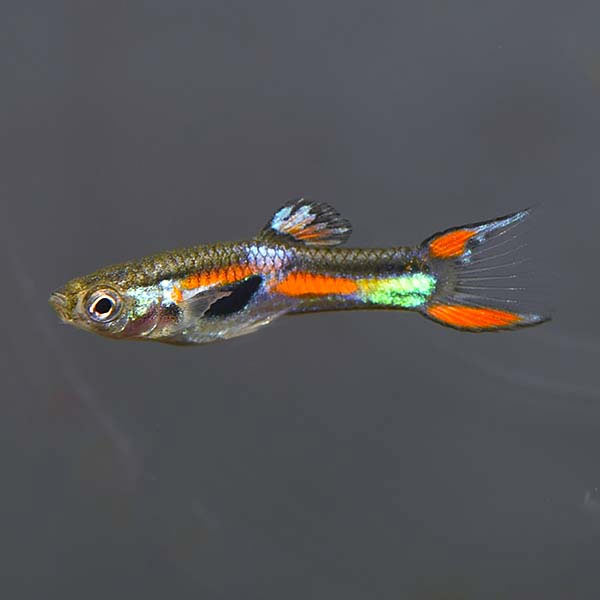 Assorted Endler's Livebearer Group, Male