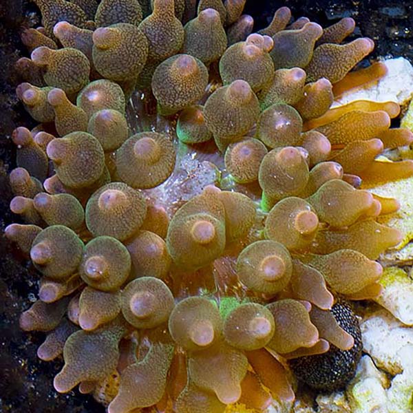 Grade B Rose Bubble Tip Anemone