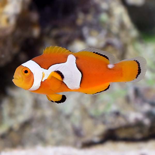 Semi Picasso Clownfish, Captive-Bred Semi Picasso Clownfish, Captive-Bred